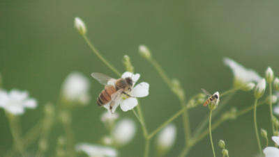 Bees pollinating white flowers with green grass background